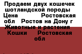 Продаем двух кошечек шотландской породы › Цена ­ 4 000 - Ростовская обл., Ростов-на-Дону г. Животные и растения » Кошки   . Ростовская обл.